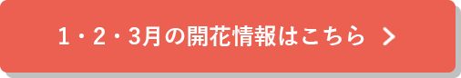 1月・2月・3月の開花情報はこちら