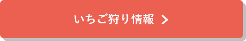 いちご狩り情報はこちら