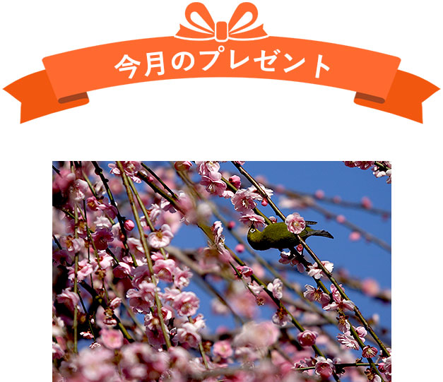 今月のプレゼント